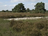 NL, Noord-Brabant, Bladel, Neterselsche Heide 16, Saxifraga-Jan van der Straaten